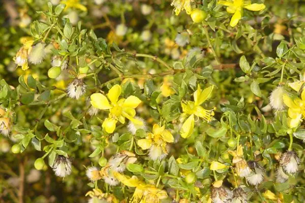 Creosote Bush