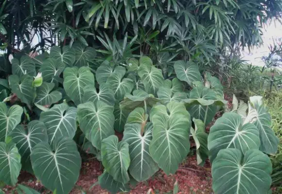 .Philodendron Squamiferum