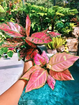 aglaonema pinK Cuting