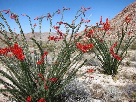 Ocotillo 