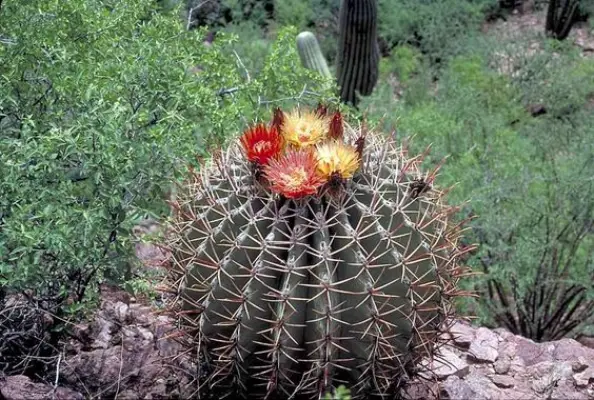 Barrel Cactus