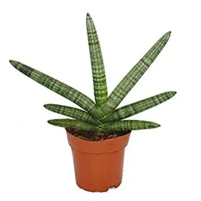 Sansevieria Cylindrica