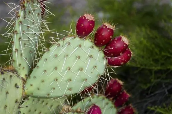 Prickly Pear Cactus