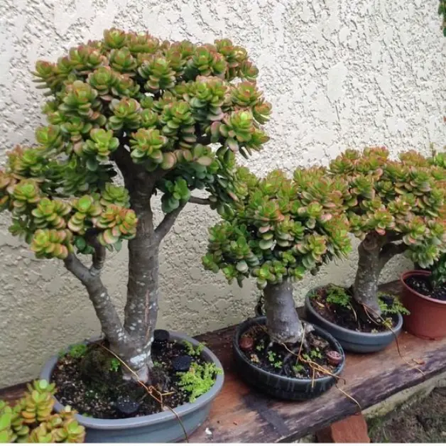 Jade Plant Benefits ,Types And Caring