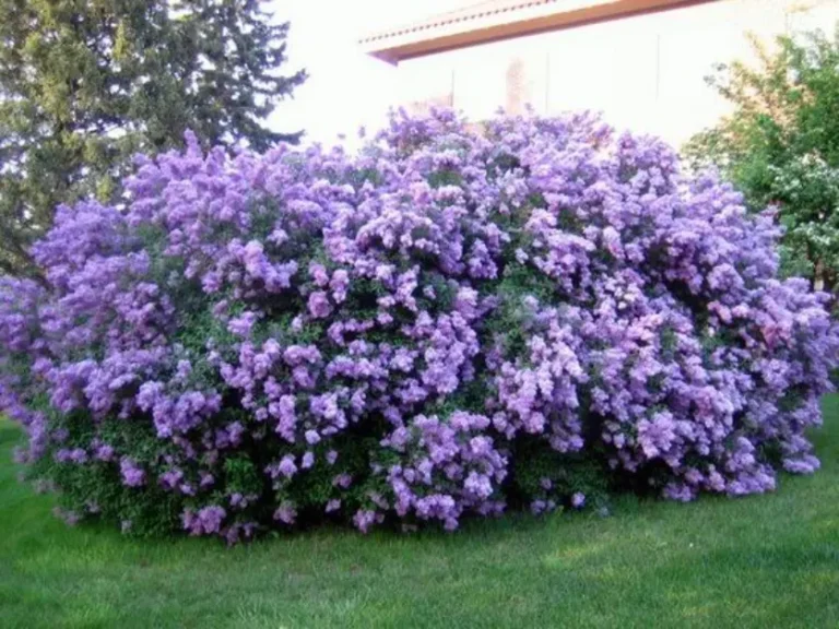 Trees with Purple Flowers: 8 Types And Growing Conditions