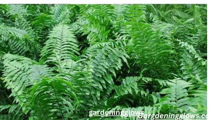 Sword Ferns