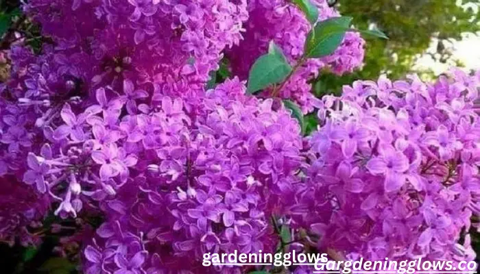 Lilac Bushes