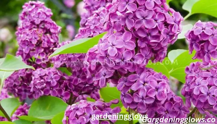 Syringa vulgaris