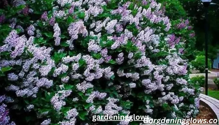 Dwarf Korean Lilac