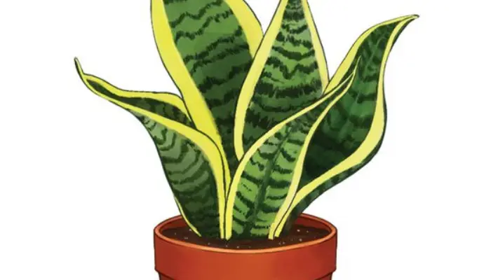 Variegated Snake Plant