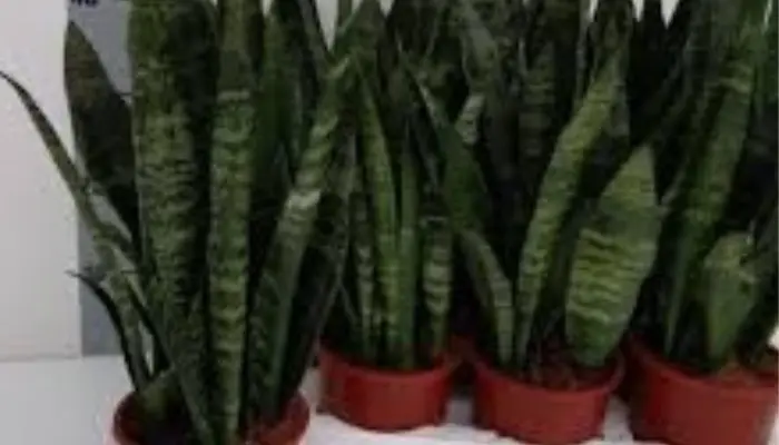 Sansevieria Black Cora