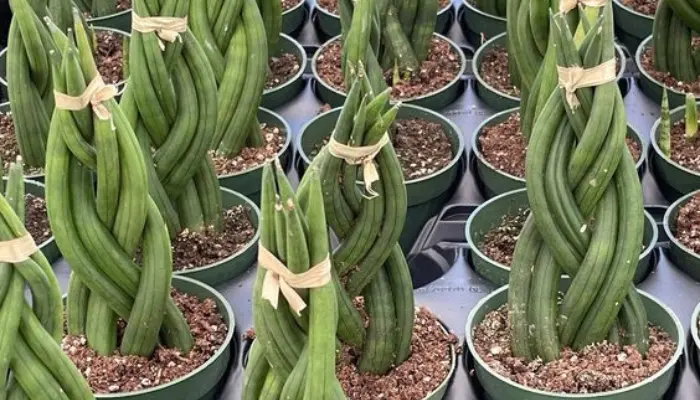 Boncel Snake Plant