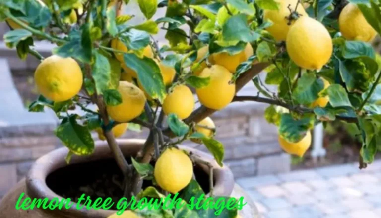 Lemon Tree Growth Stages & Seasonal Care