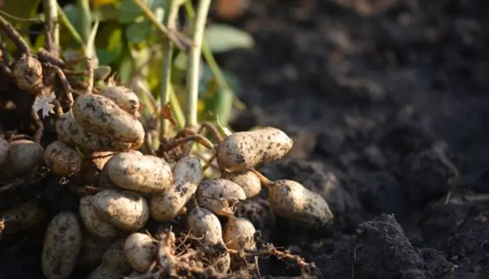 Underground Peanut Pod Formation