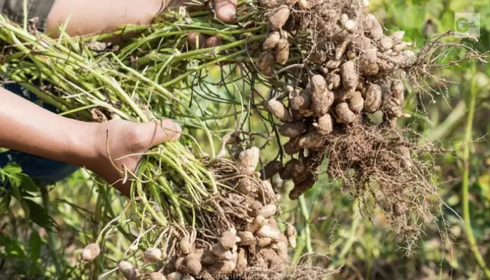 Harvesting and Processing of peantus