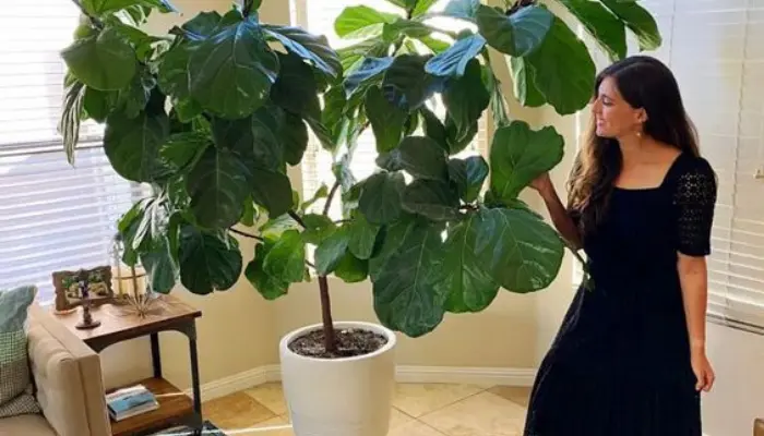 
Fiddle Leaf Fig