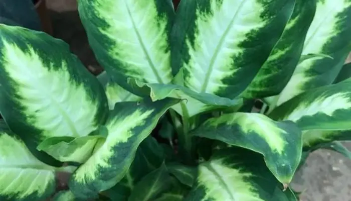 Dieffenbachia ‘Camille’