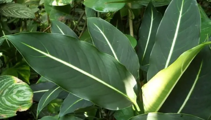 Dieffenbachia maculata ‘Tropical Tiki