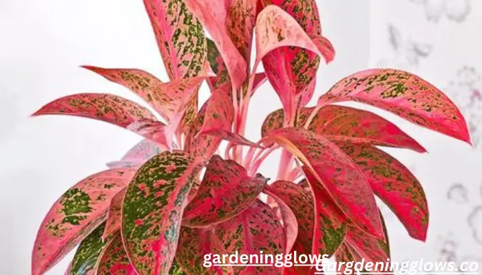 Aglaonema Pink