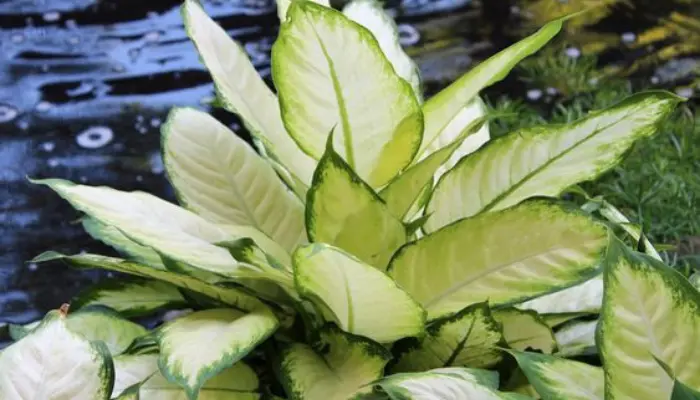 Dieffenbachia ‘Carina’