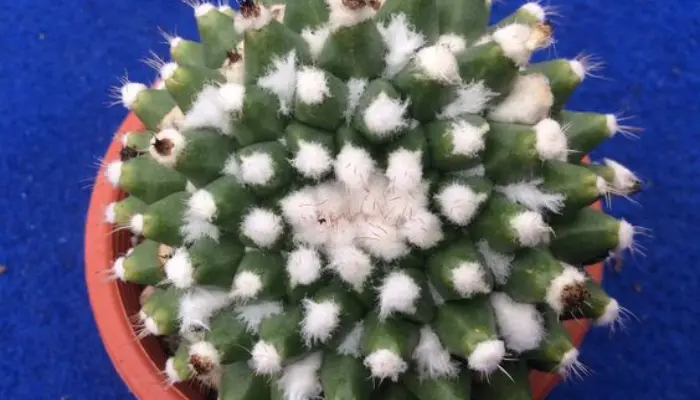 Signs of Overwatering and Underwatering in Cacti