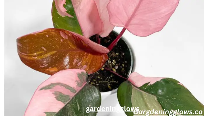 Aglaonema pink LEAF SPOT