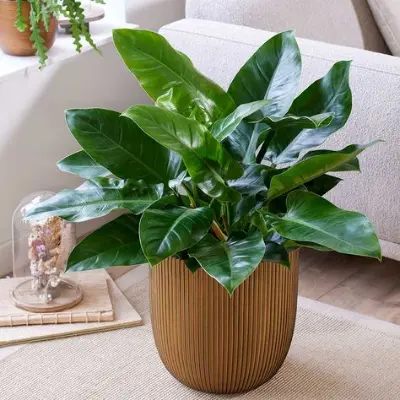 Philodendron Elegans