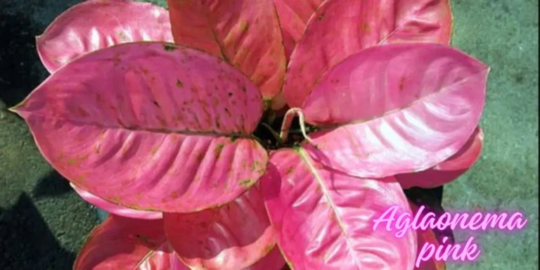 How To Care Aglaonema pink  & Propagation Techniques