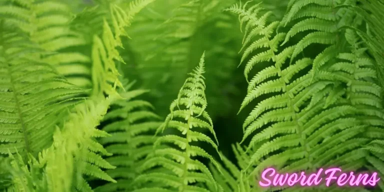 Sword Ferns, Caring And Growing Tips