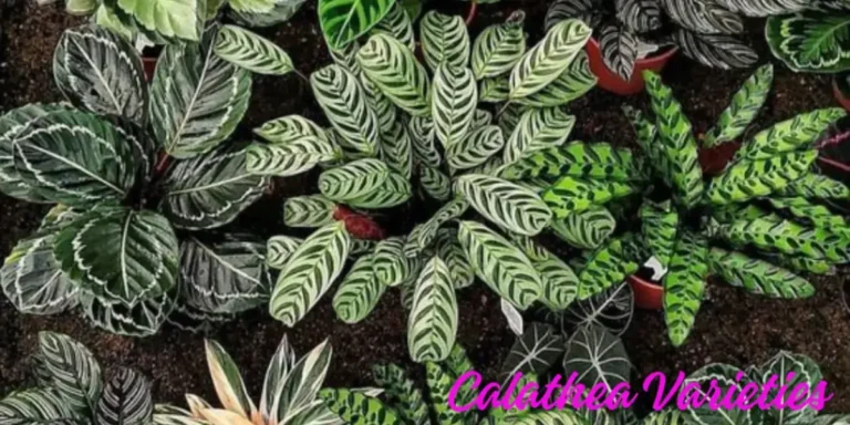 Calathea 8 Varieties ‘Care And Growing Tips