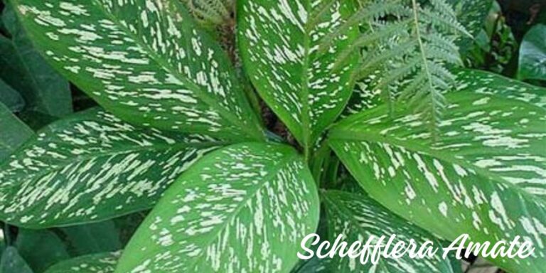  Schefflera Amate: Care And Varieties