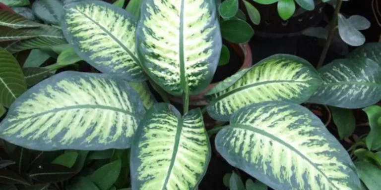 How To Grow  Dieffenbachia Care &  Varieties