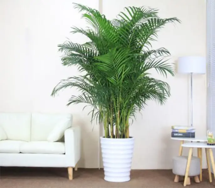 Large Indoor Plants :Popular Varieties &Benifits