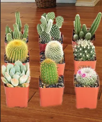 Different Types of Cacti