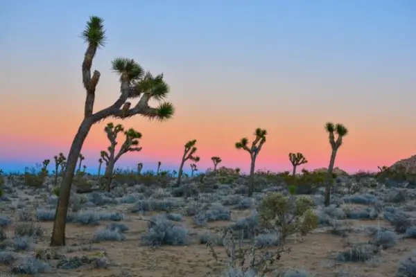 Joshua Tree