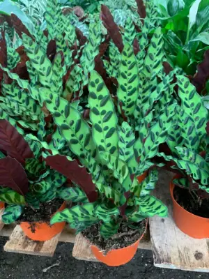 Rattlesnake Plant