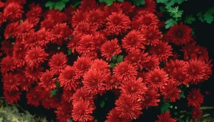 Florist's Chrysanthemums: