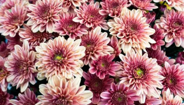 Anemone-flowered Chrysanthemums: