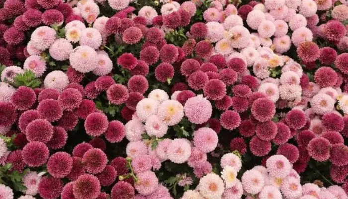 Cushion Mums Flowers: