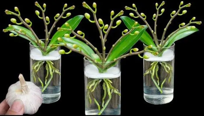 signs of underwatering orchids