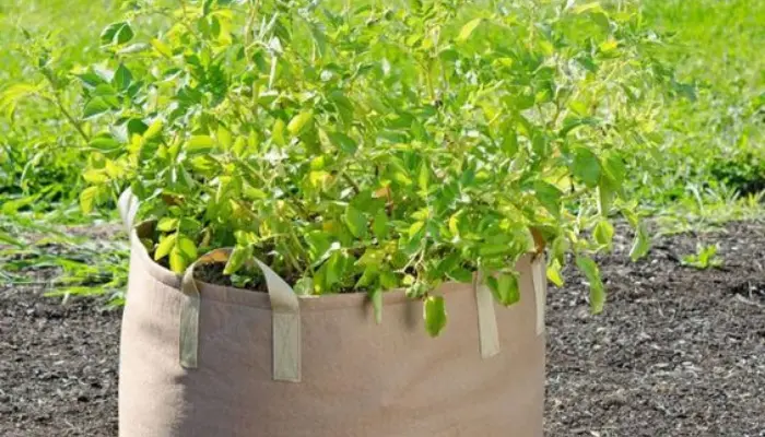 Grow Bag For Vegetables