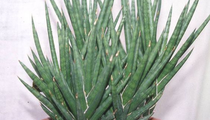 Sansevieria Francisii
