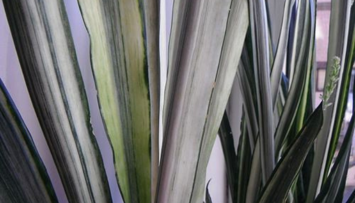 Sansevieria Bantel's Sensation