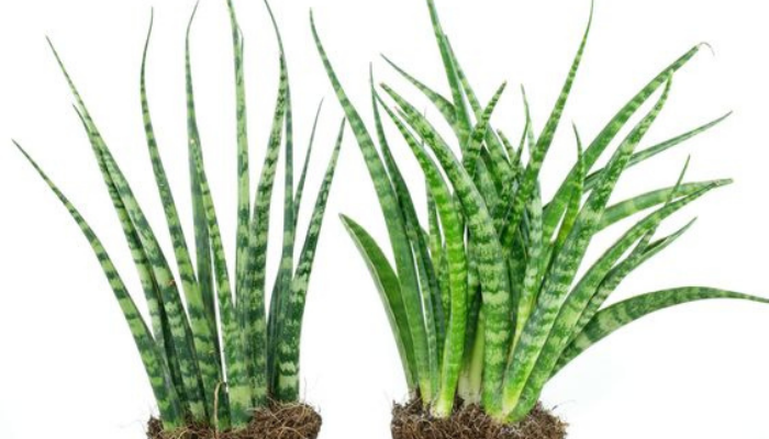 Sansevieria Fernwood Mikado