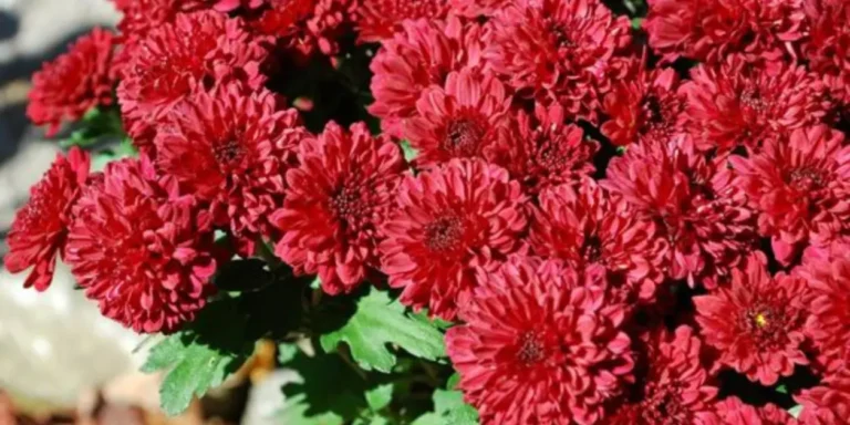 Mums Flowers :5 Types And Growing Conditions