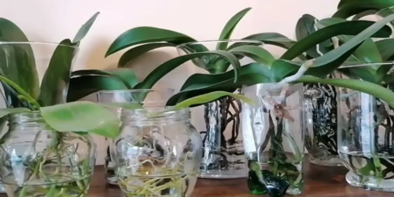 How Often To Water Orchids