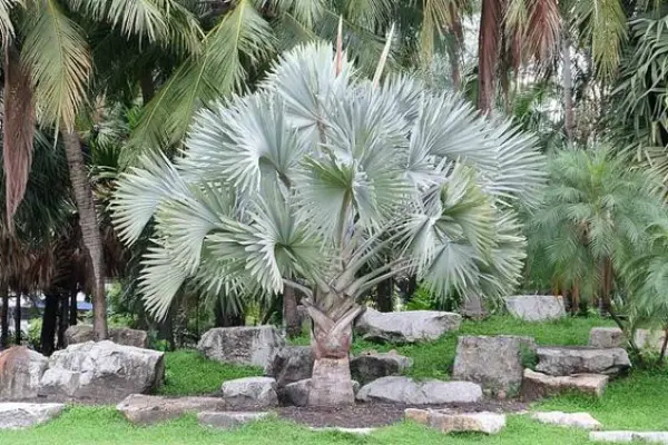 2: Bismarck Palm Tree (Bismarckia nobilis)