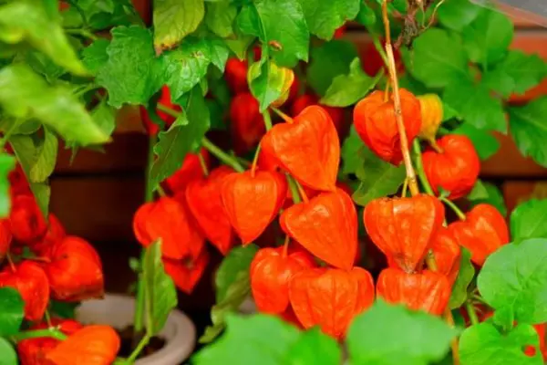 Chinese Lantern Tree 