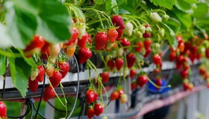 Grow Strawberry Mint 