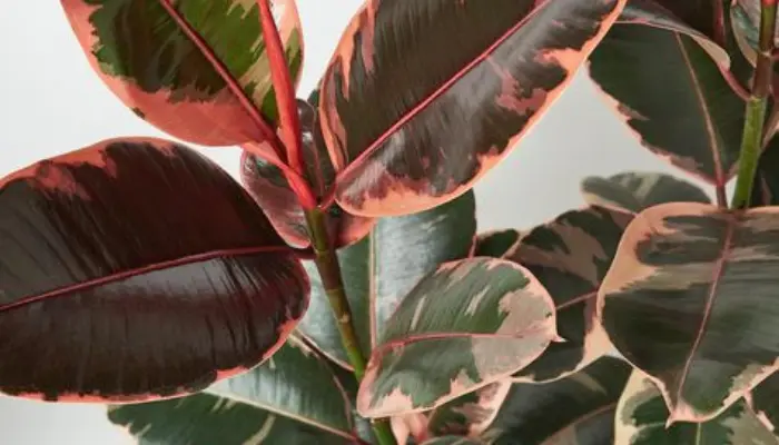 Ficus elastica (Rubber Plant):